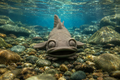 catfish